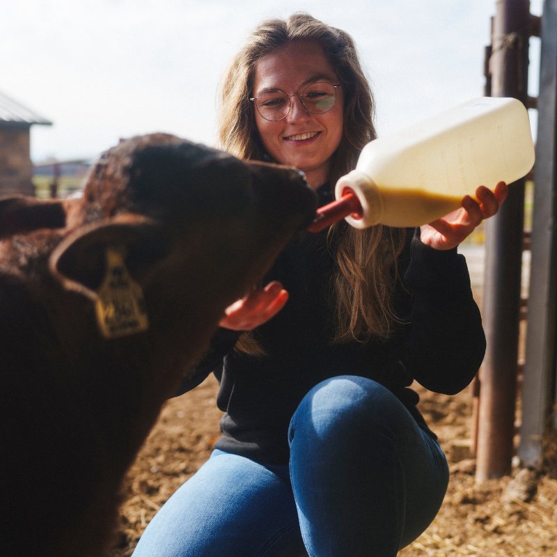 Wagyu Calf - KC Cattle Company