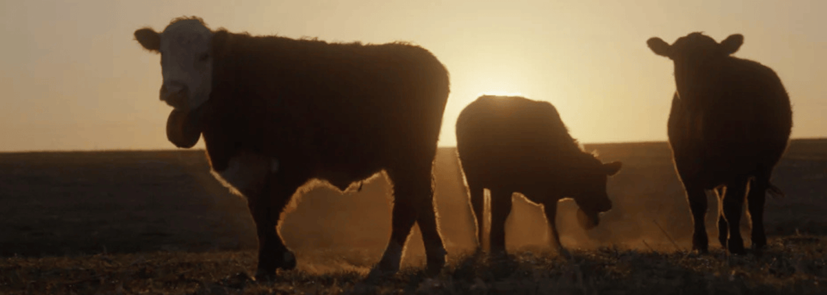 pasture raised cattle