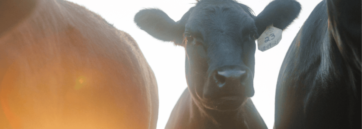 wagyu cattle