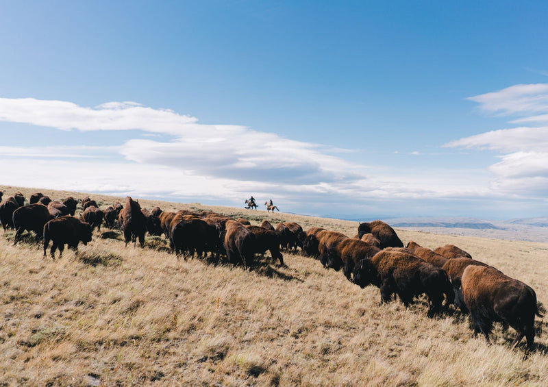 Hightail Bison