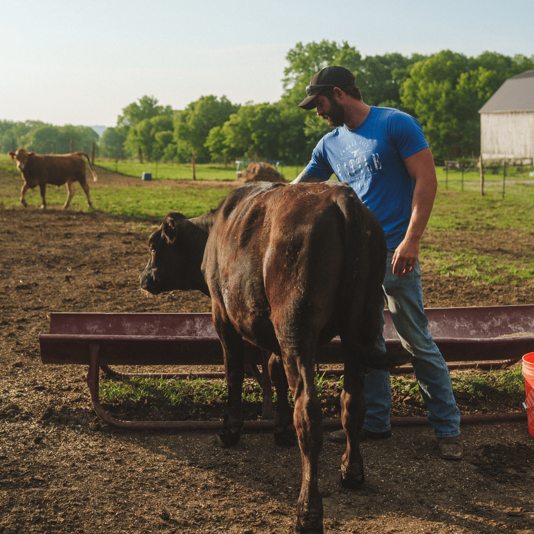 kc cattle company farm