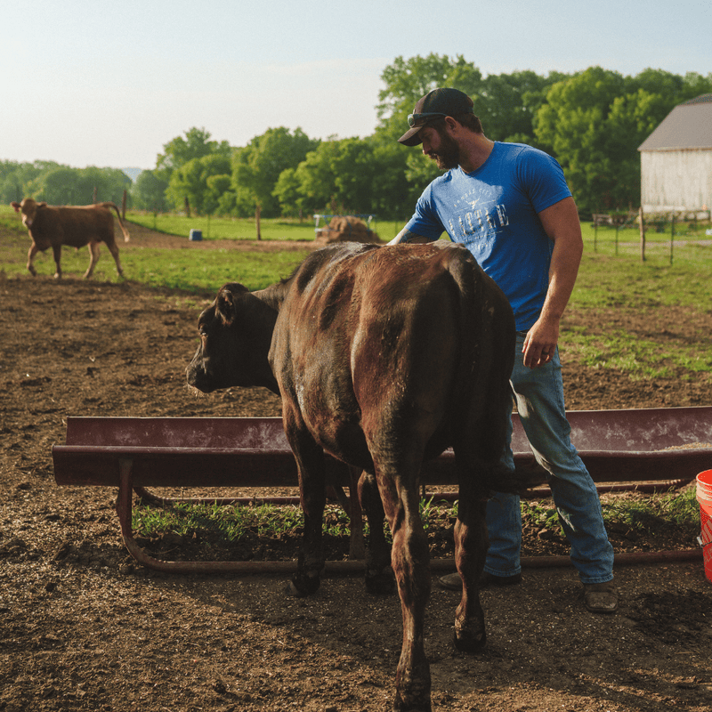 kc cattle company farm