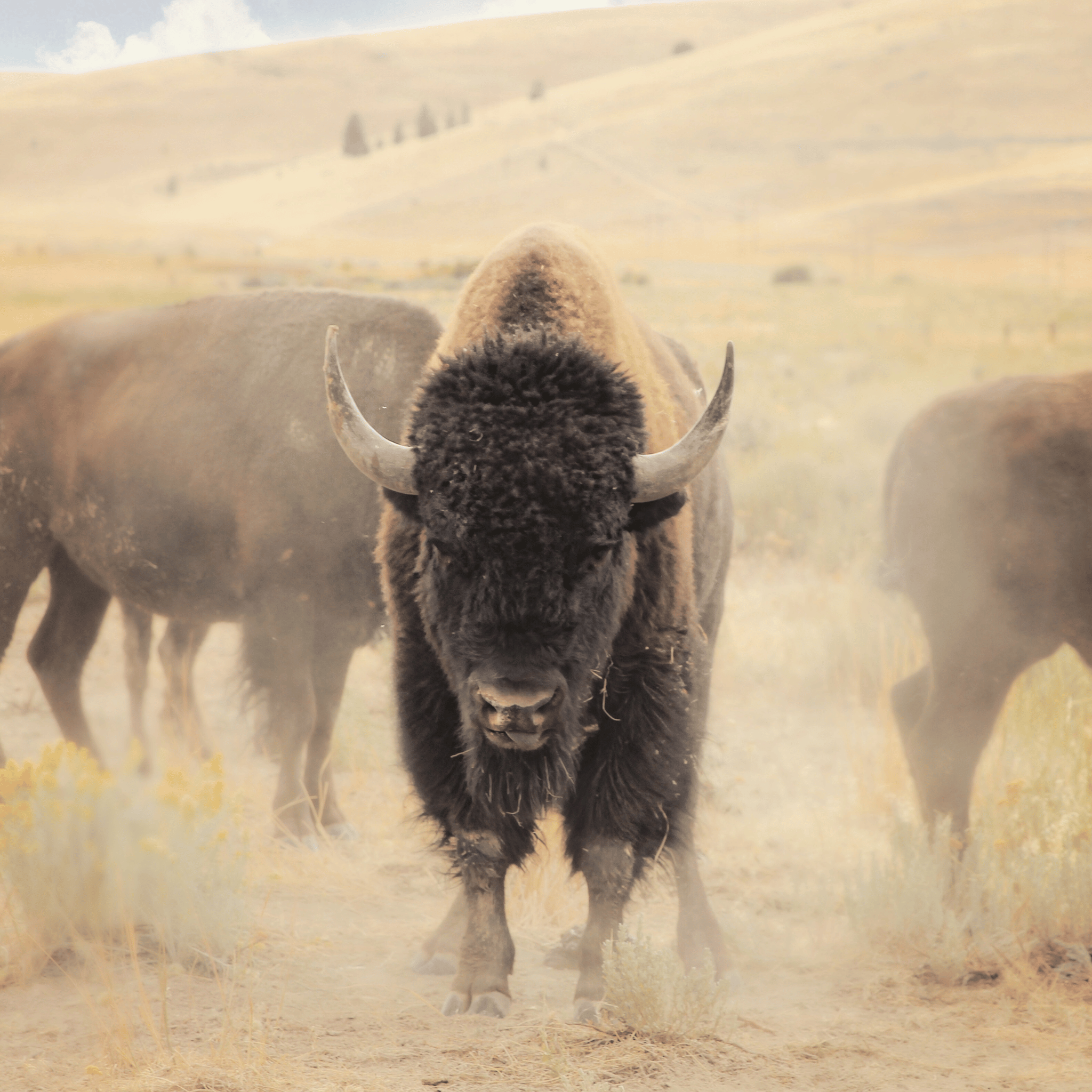 Hightail Regenerative Ranch - Montana Bison