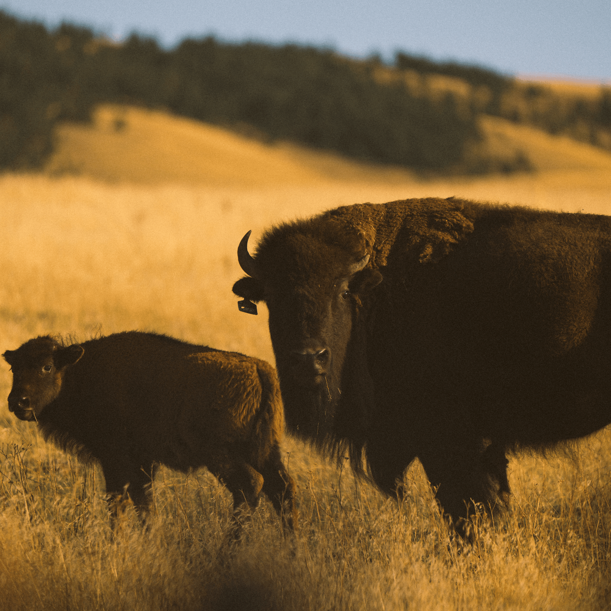Two Hightail Ranch bison standing in a grassy field with a blurred background