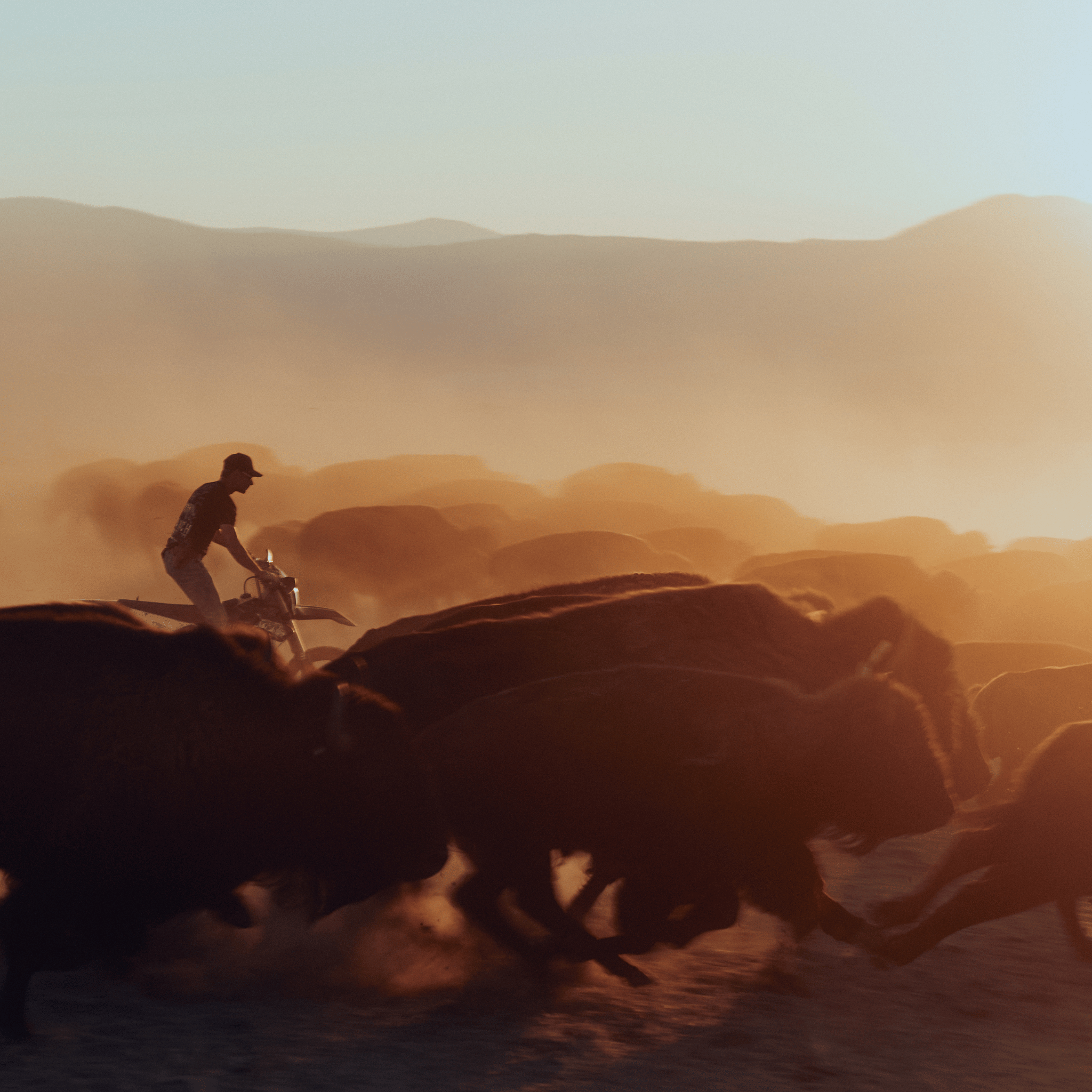 Cowboy from Hightail Ranch on dirt bike chasing buffalo in a Montana landscape at sunset.