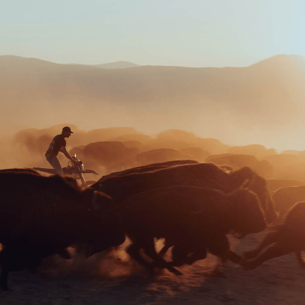Cowboy from Hightail Ranch on dirt bike chasing buffalo in a Montana landscape at sunset.