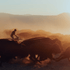 Cowboy from Hightail Ranch on dirt bike chasing buffalo in a Montana landscape at sunset.