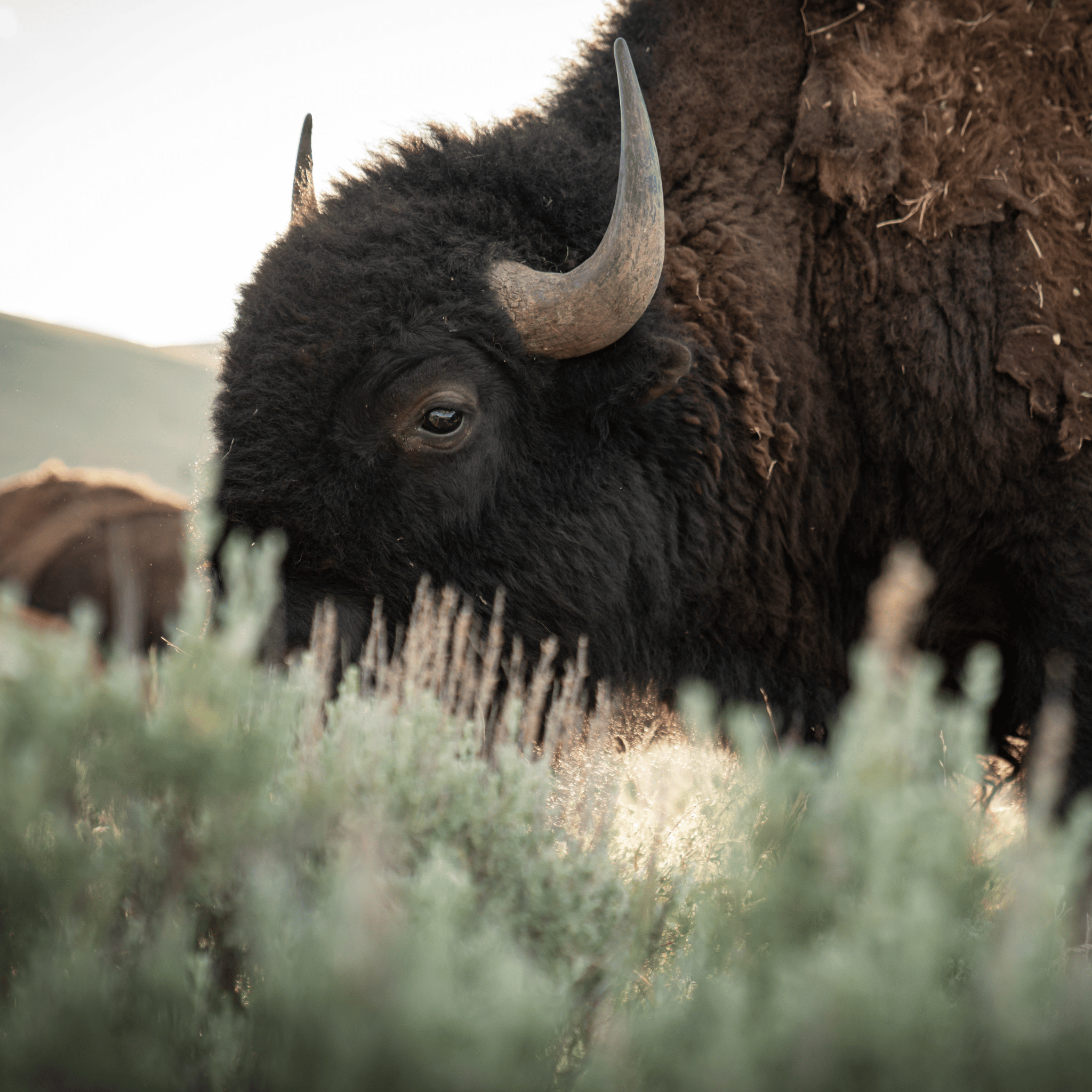 grass fed Bison standing in a field with mountains in the background