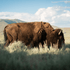 A bison standing in a grassy field with mountains in the background