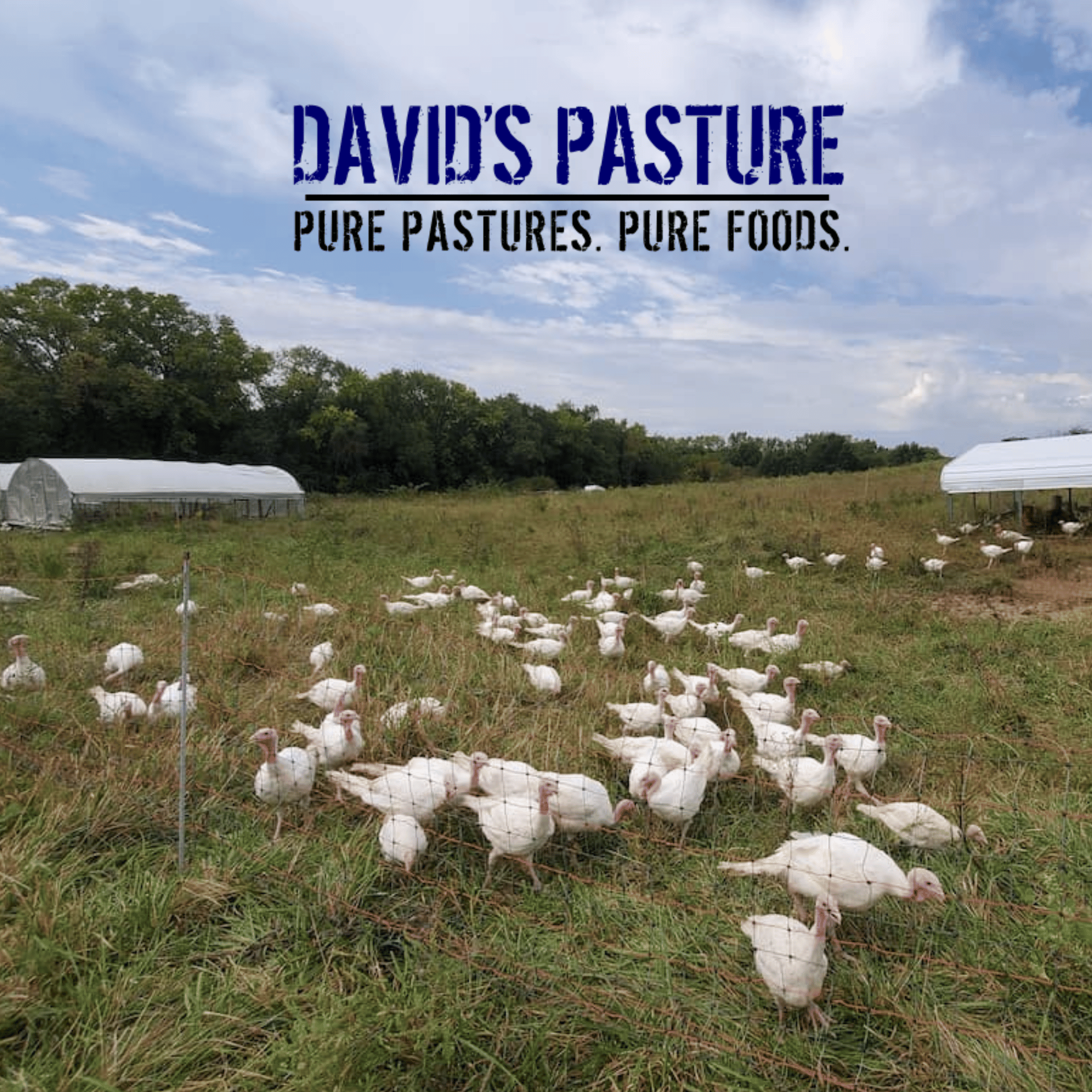 Free Range Turkey - David's Pasture