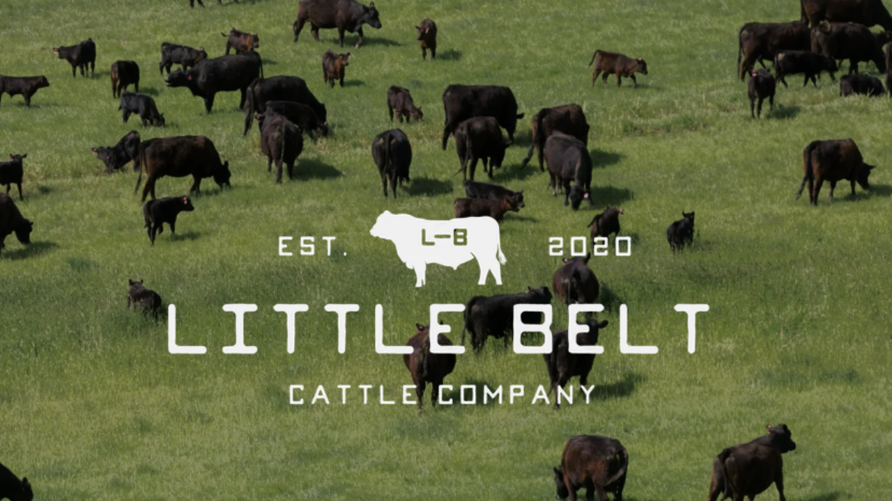 Little Belt Cattle Company