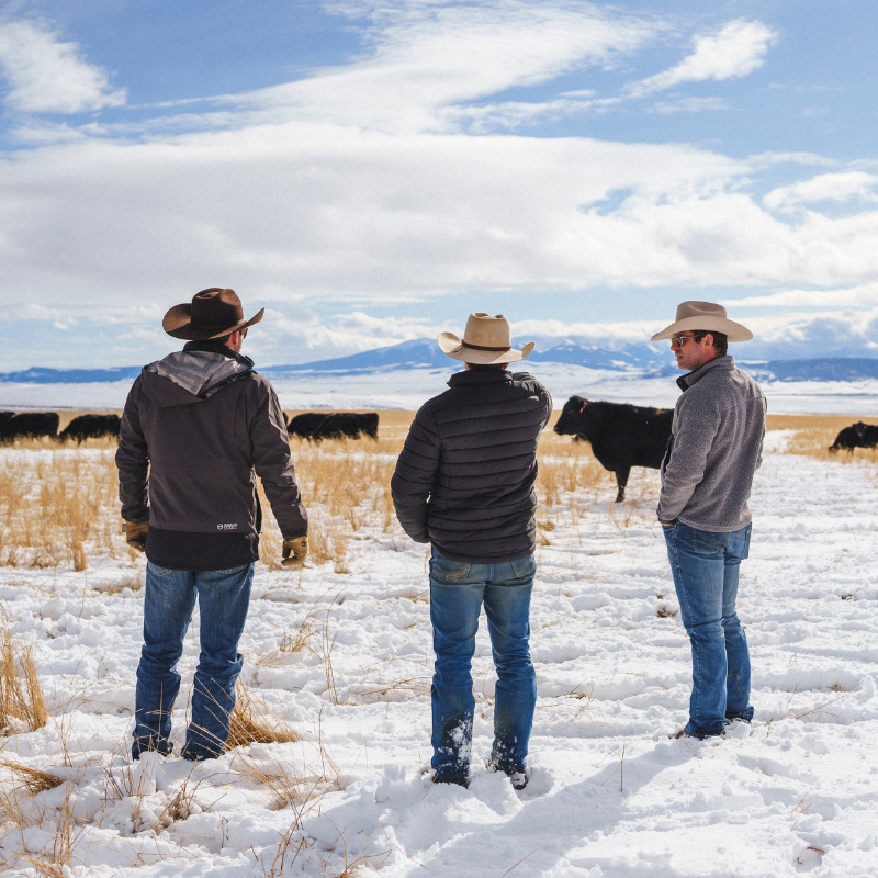 Vertically Integrated Ranching - Little Belt Cattle Company