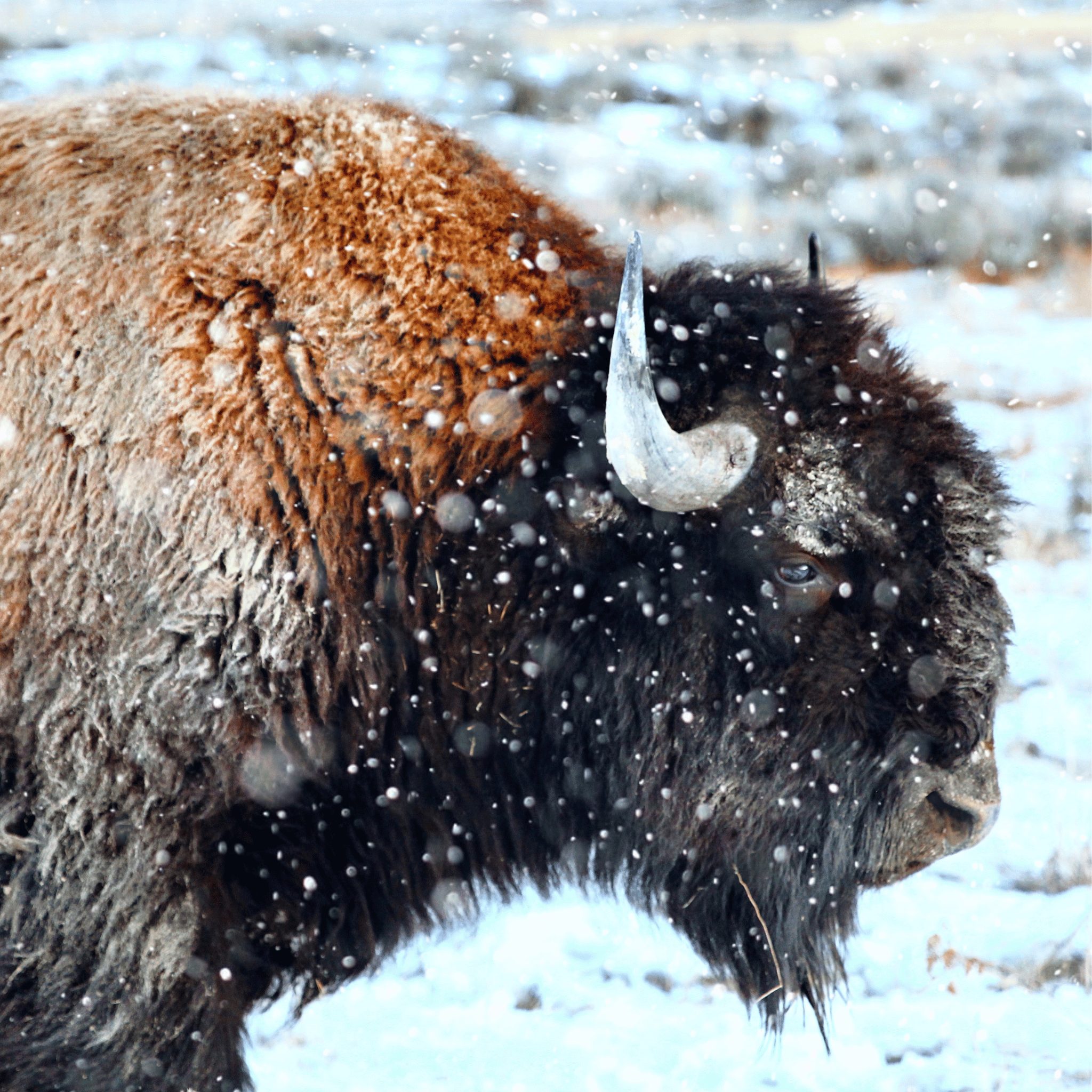 Bison standing in a snowy landscape - Hightail Ranch