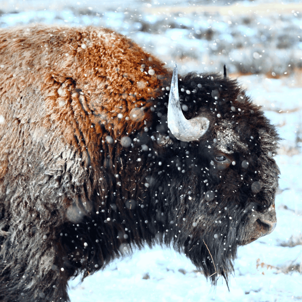 Bison standing in a snowy landscape - Hightail Ranch